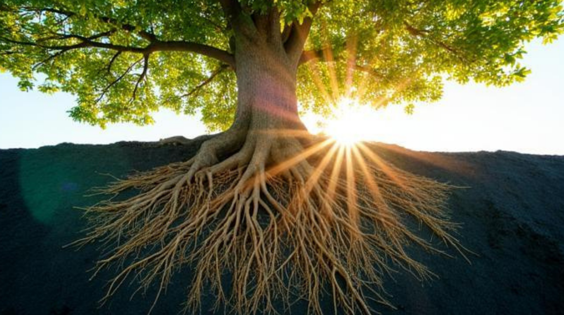 Tree roots with sun showing on tree